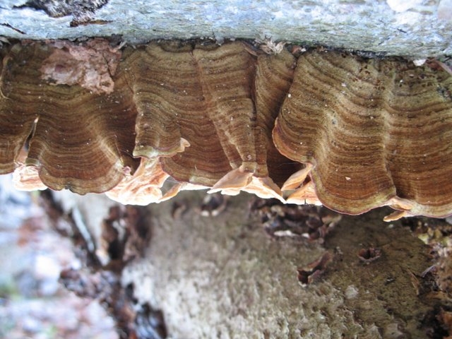 2007 11 Etangs de Hollande 44